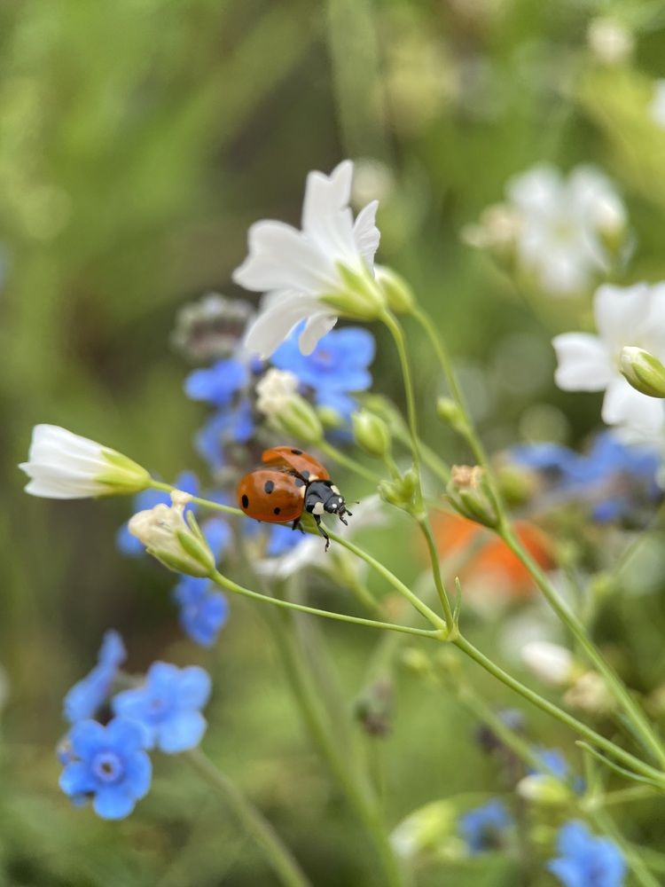 Весеннее настроение