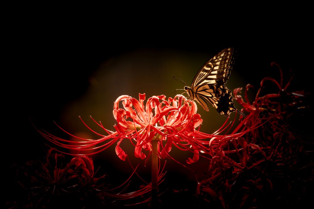 Photograph by KOHAGI