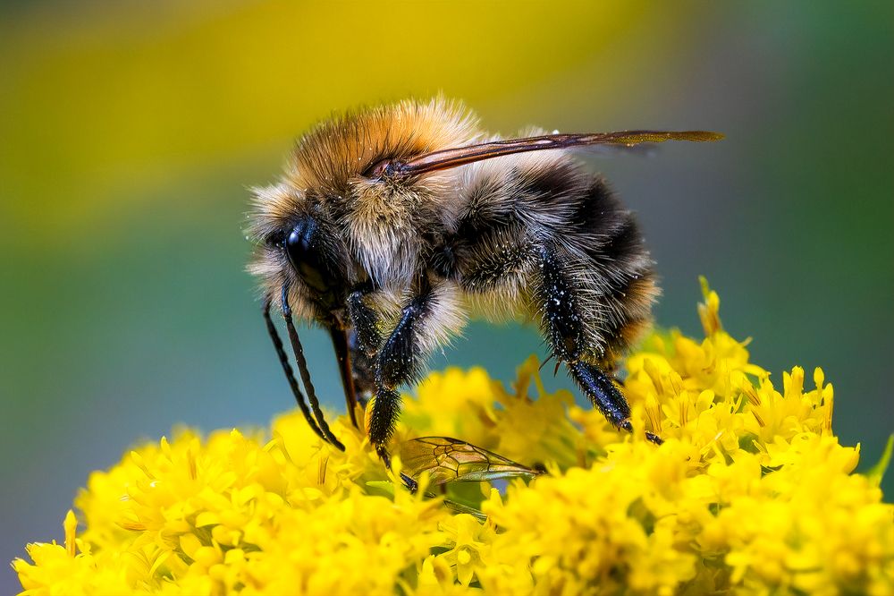 Фотография автора Liviu Ciprian Hiticas