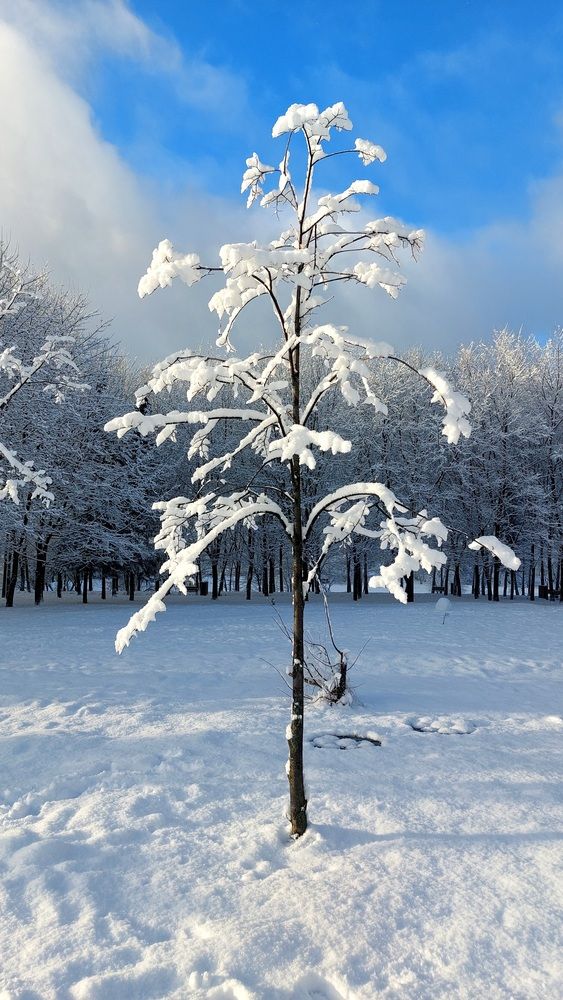 Зимняя красавица