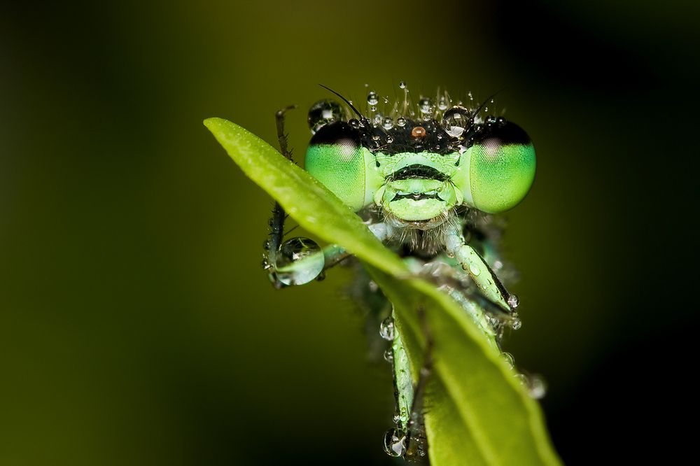 Photograph by Borislav