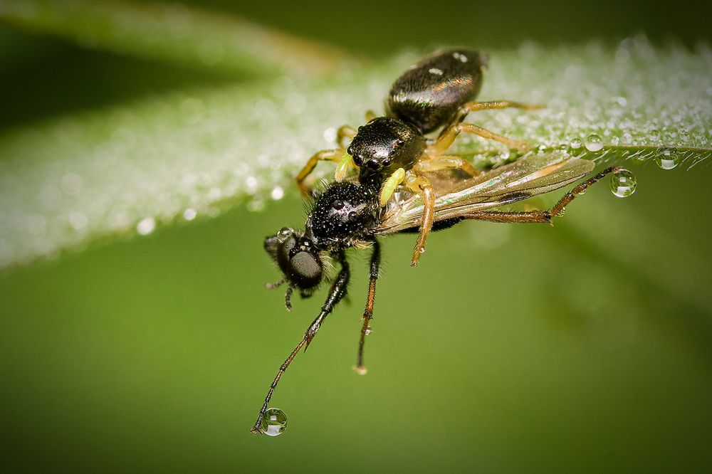 Photograph by Borislav