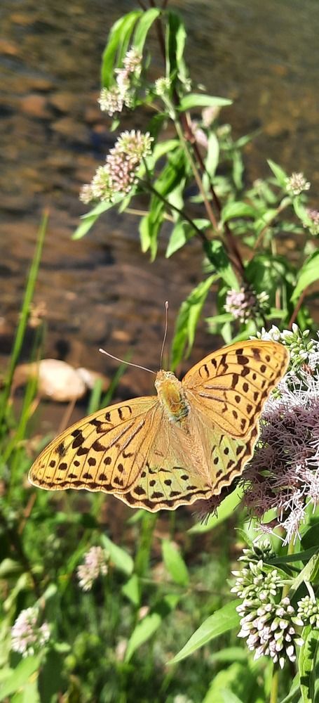 Фотография автора Anabela Maria Lima Silva