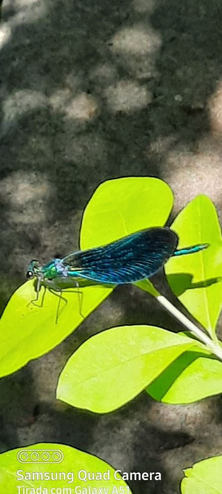 Фотография автора Anabela Maria Lima Silva