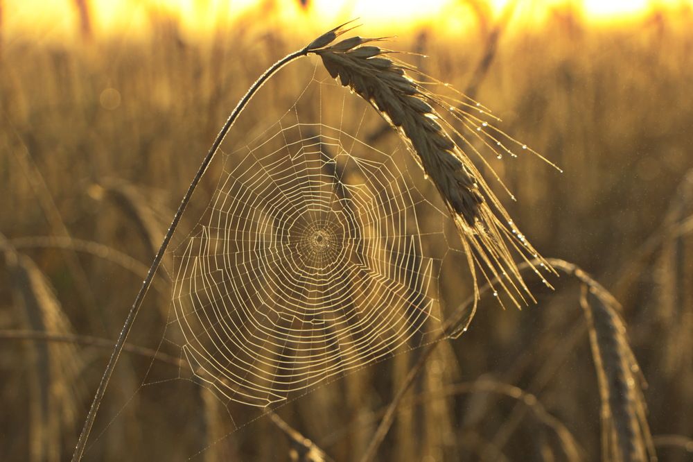 Фотография автора Анатолий Борисов
