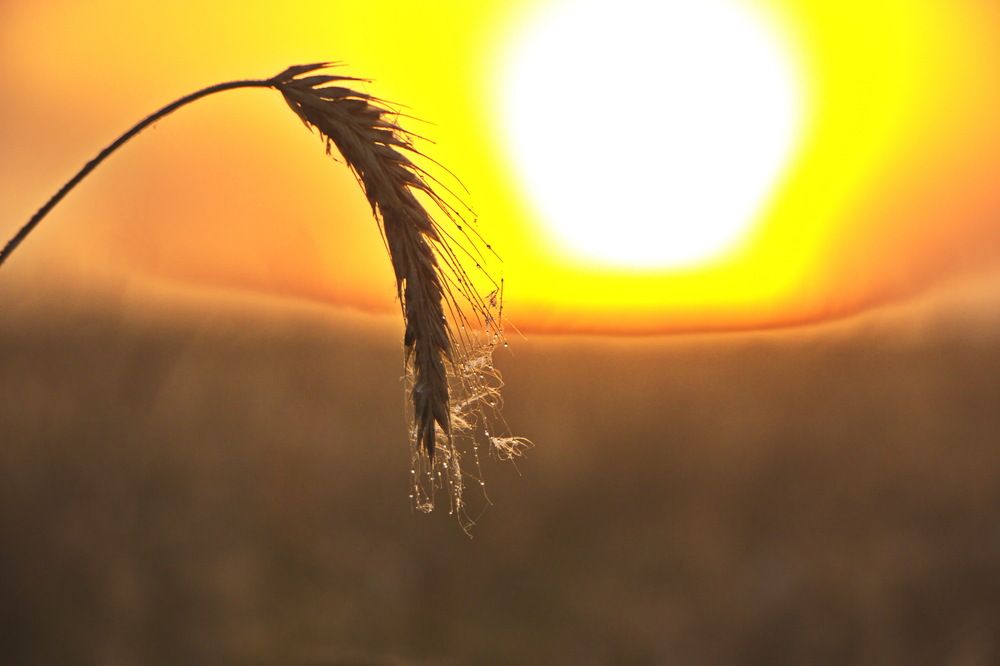 Фотография автора Анатолий Борисов