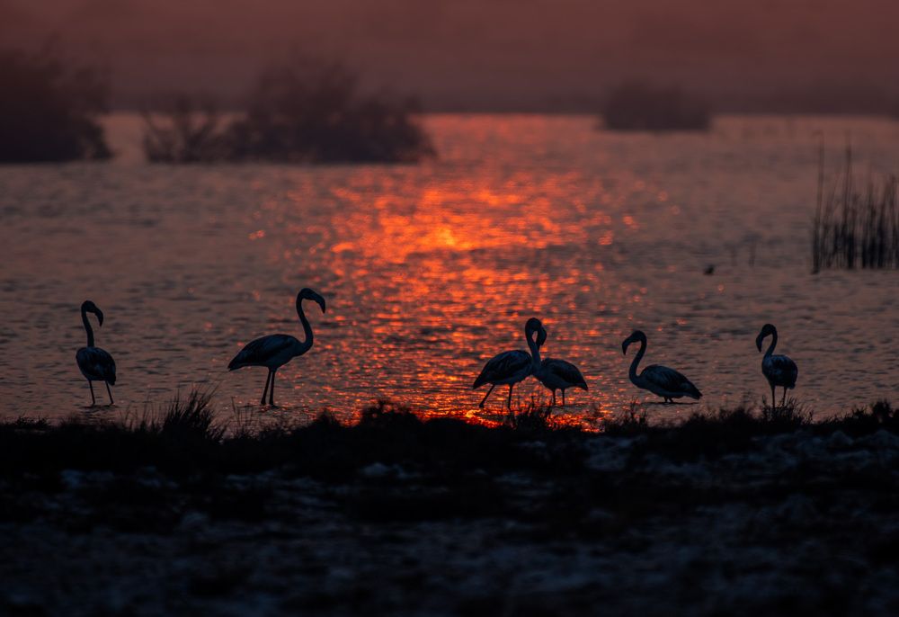 Sunrise with flamingos