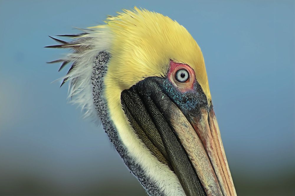 Coastal Elegance: A Portrait of The Brown Pelican