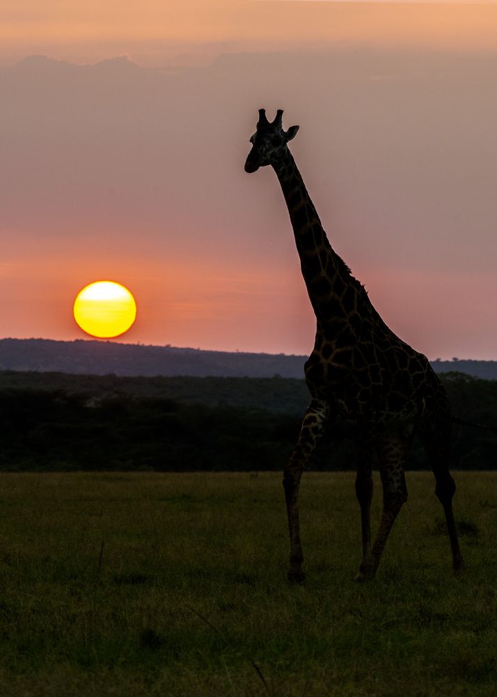 Sunrise with Giraffes