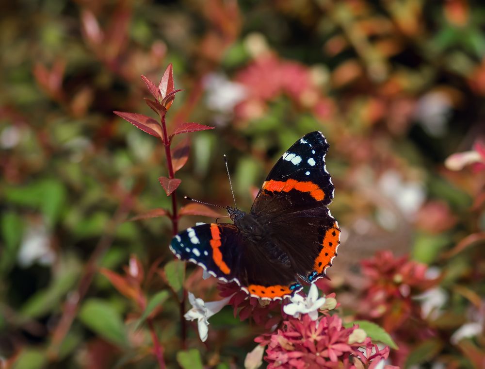 Photograph by Мария Путинцева