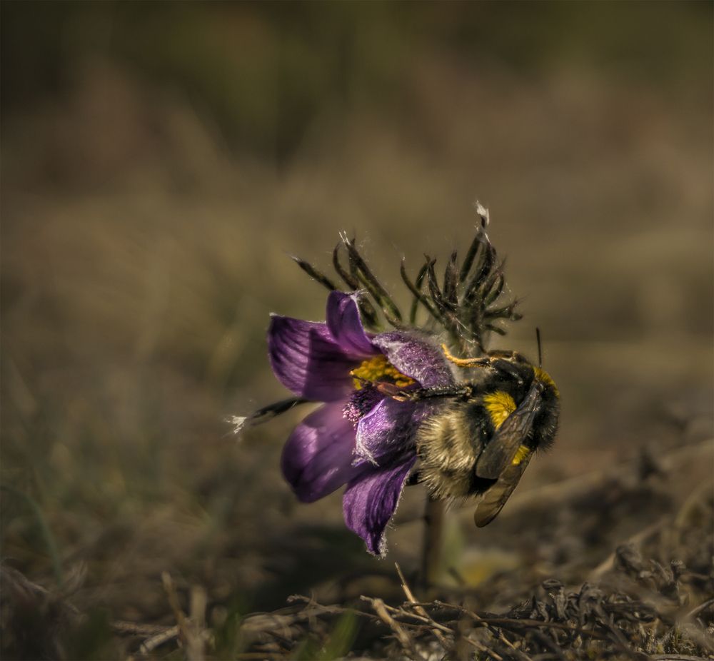 Фотография автора Milena Ivanova