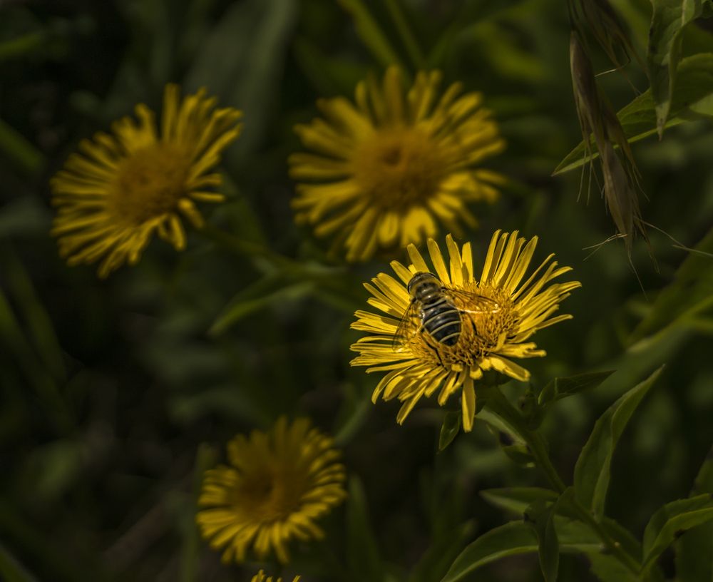 Фотография автора Milena Ivanova