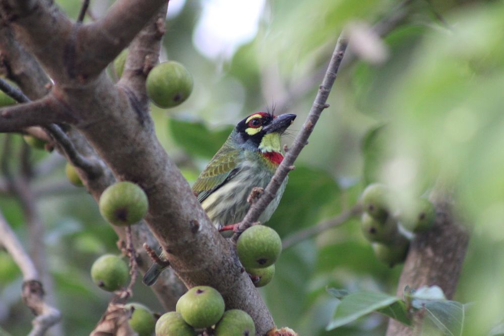 Photograph by Malay Swarnakar