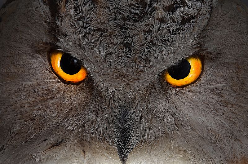 Kirill Savenko, Russia