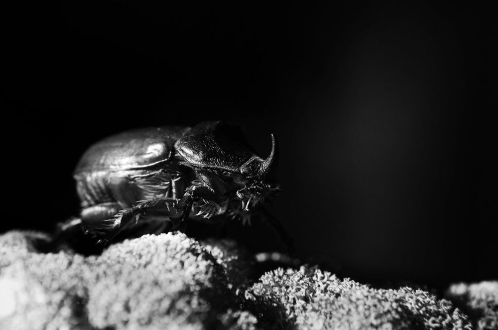 жук-носорог