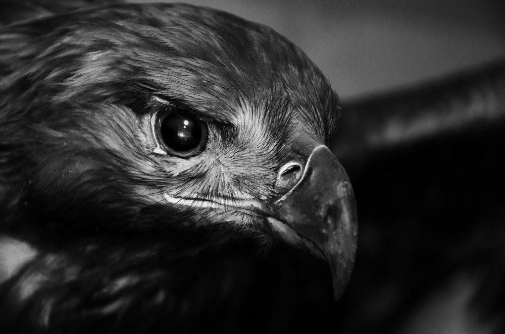 взгляд охотника