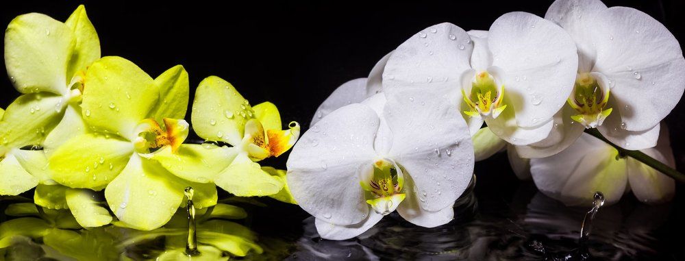 Ночь, дождь, орхидеи.