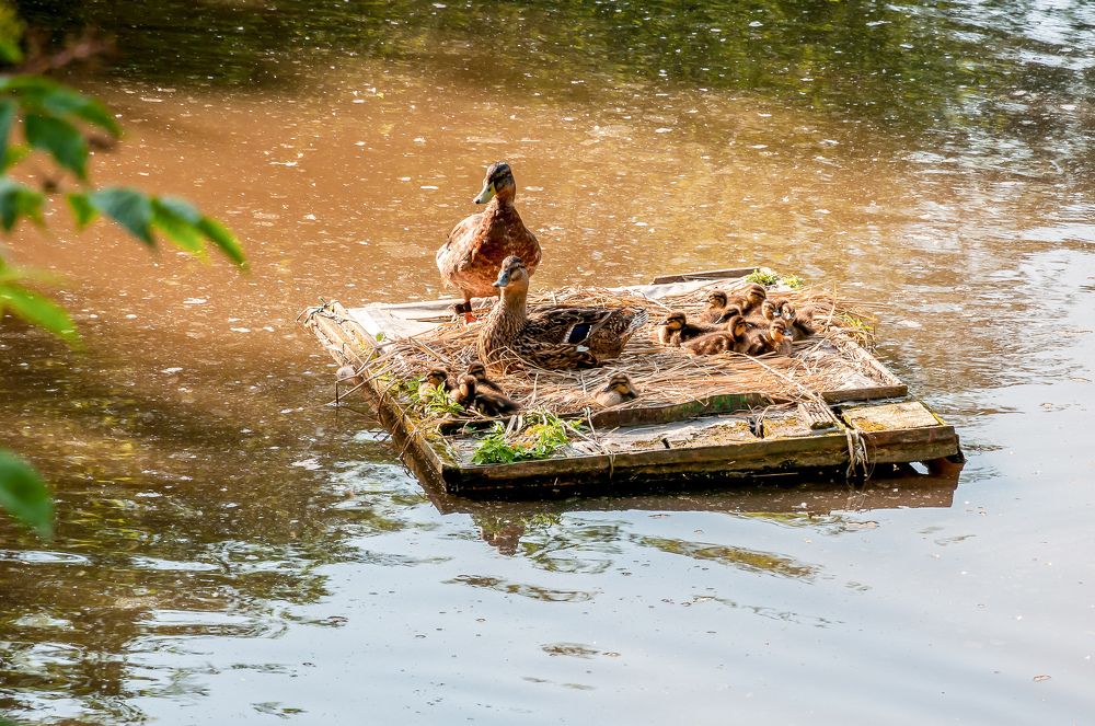 Тополиный пух
