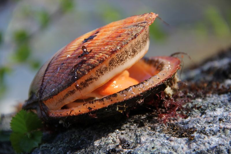 svetlanablago, Russia