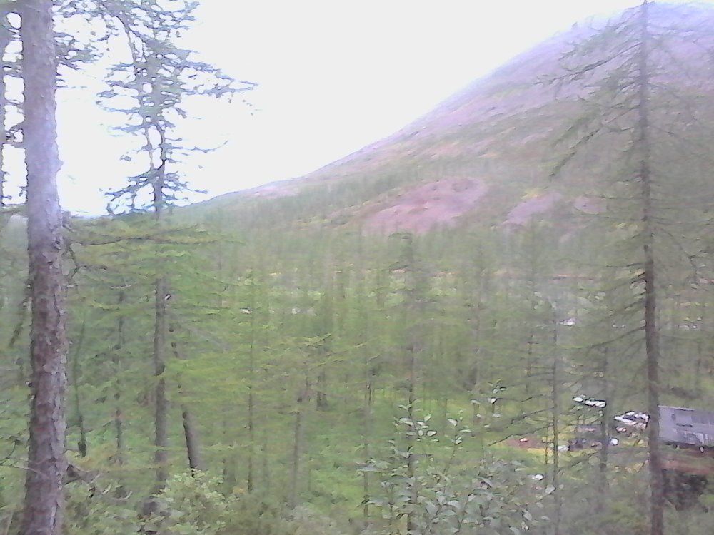 Талнахский лес