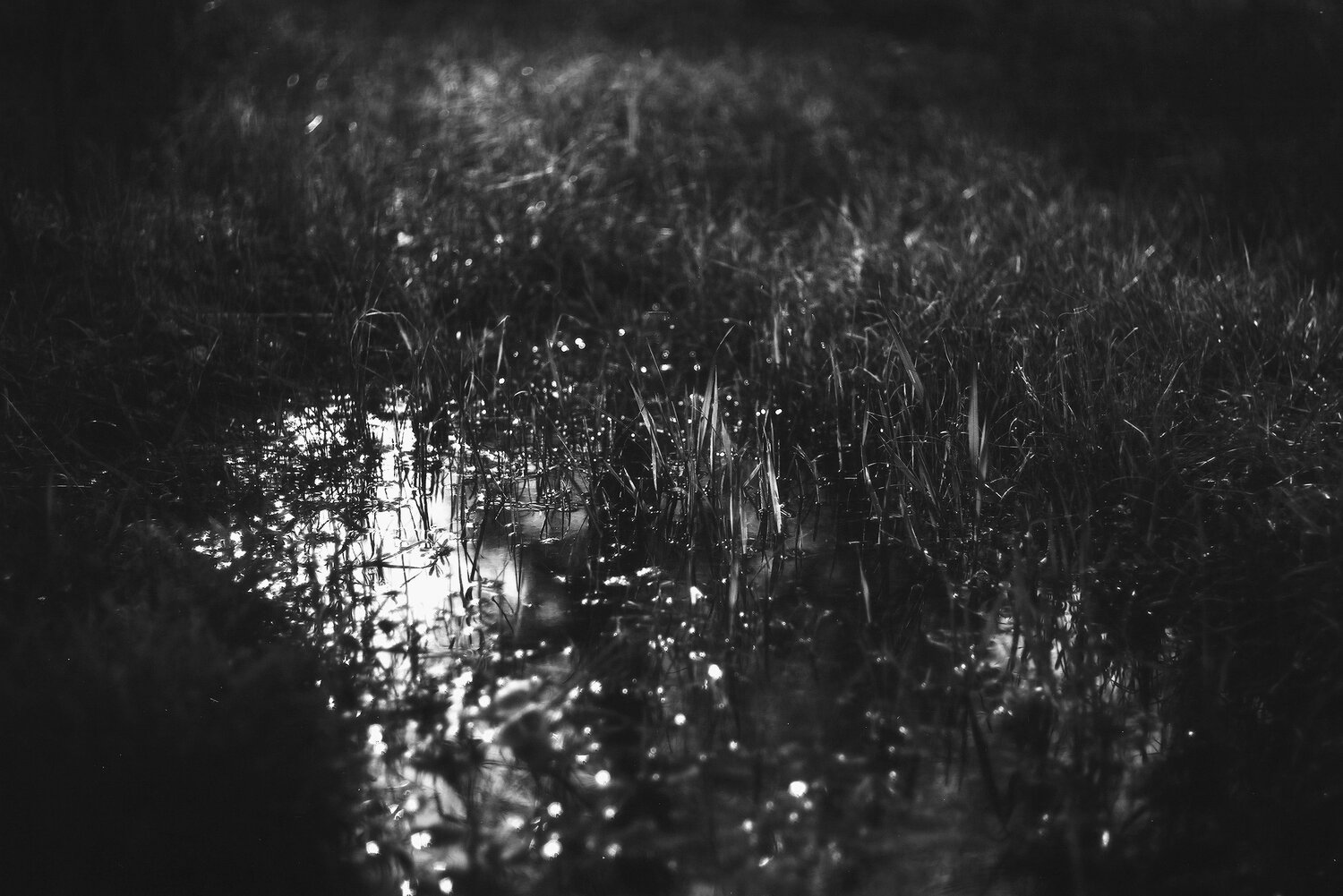 grass