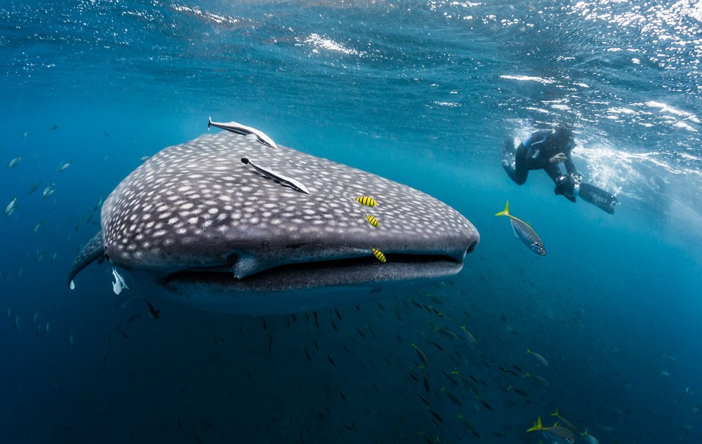 Фотоохота за китовой.