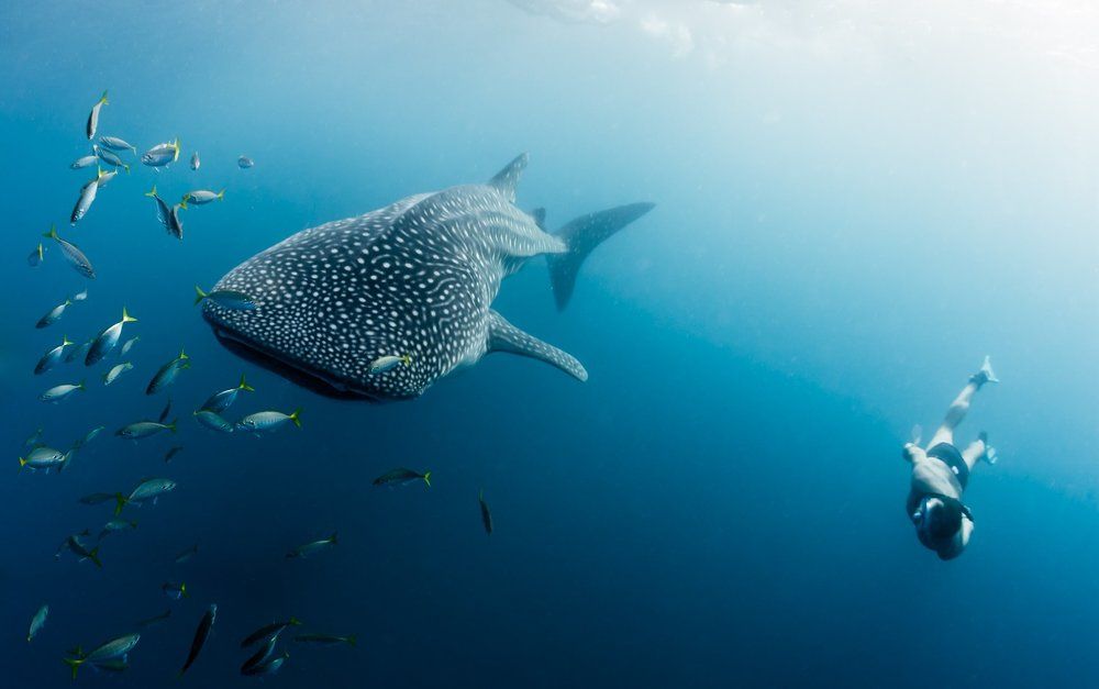 Синхронное плавание