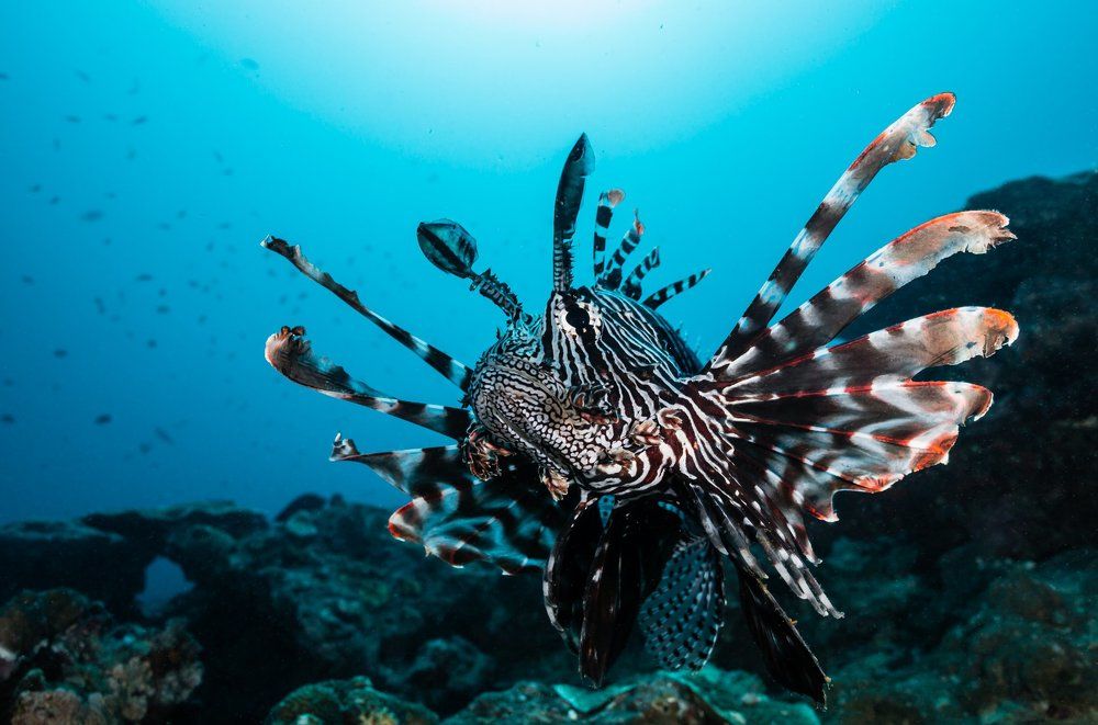 Морская львица