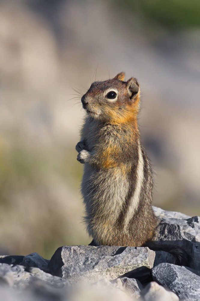 Бесстрашный