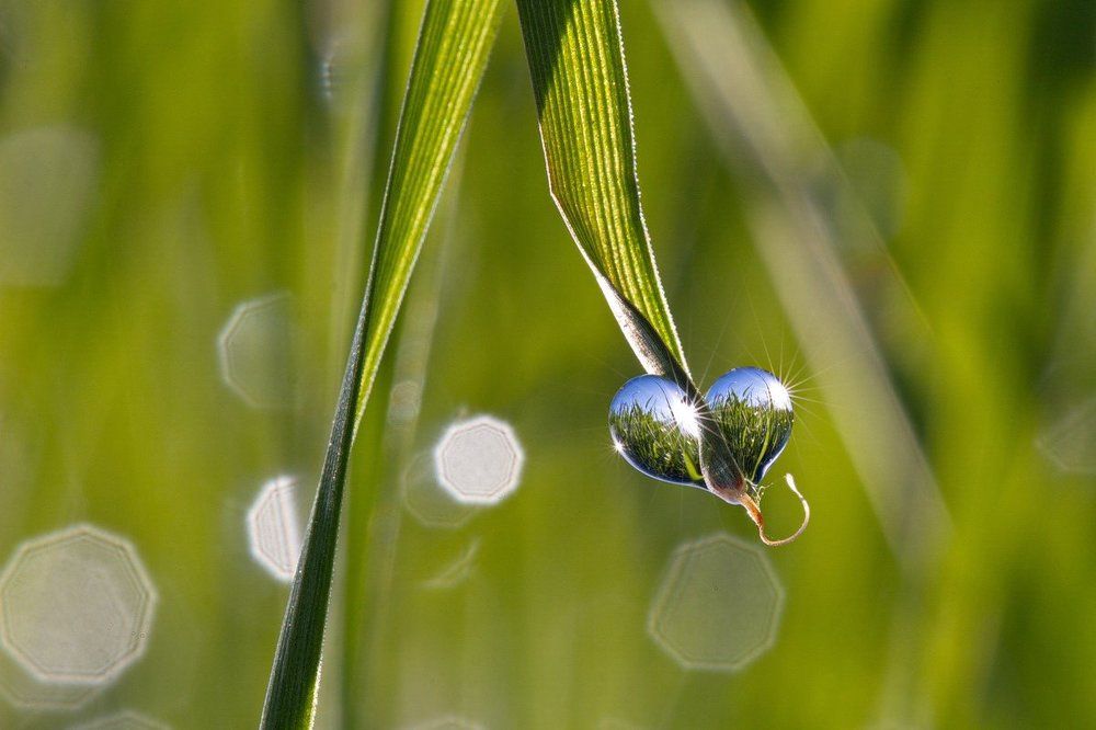 Сердце из росы