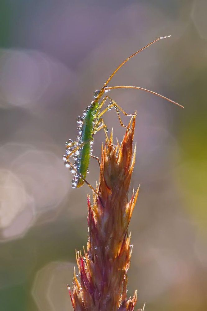 Драгоценная букашка