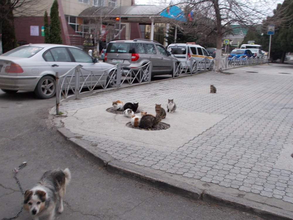 ОЧЕРЕДЬ ЗА ТЁПЛЫМ МЕСТОМ