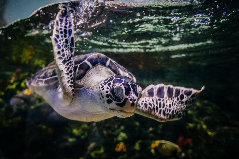 Anna Ryzhkova, Russia