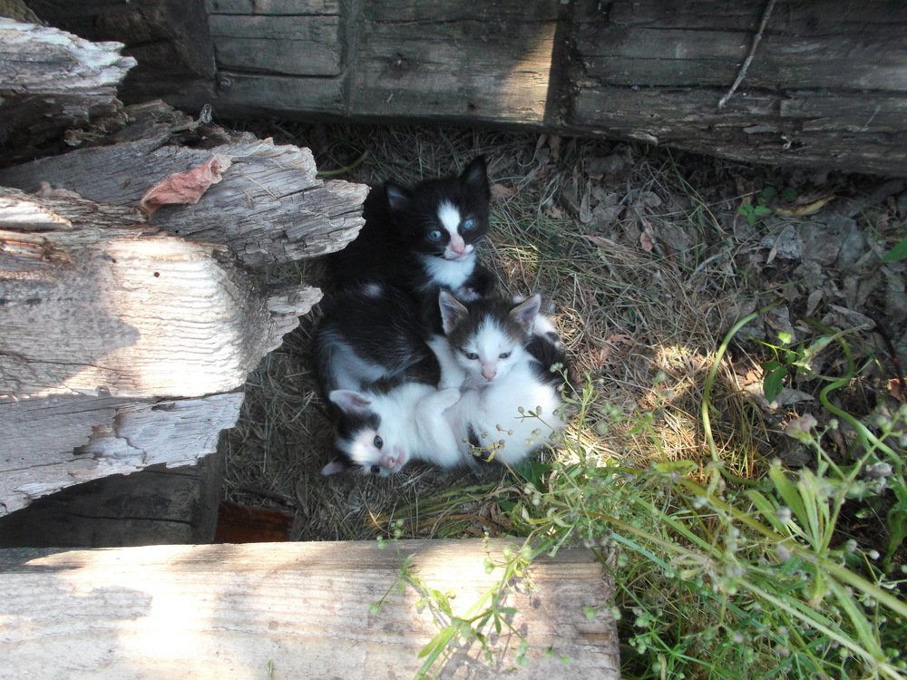 Котята