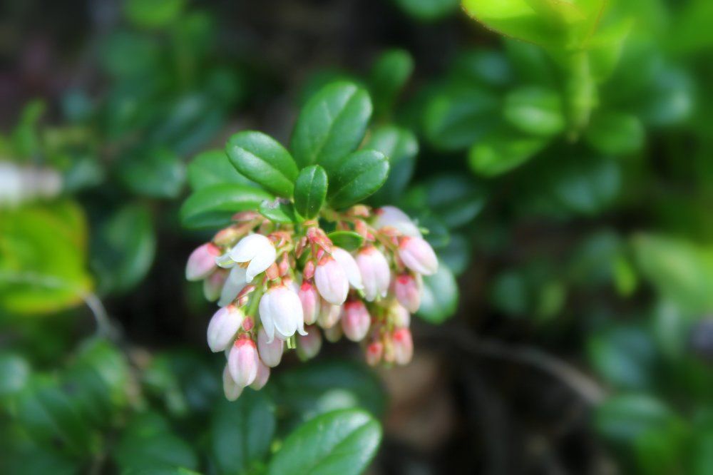 Цветение брусники