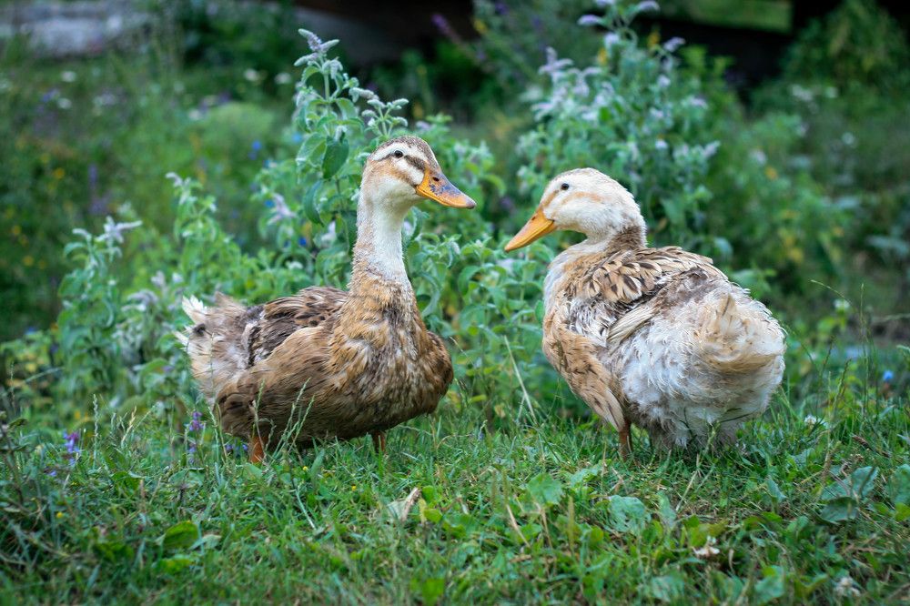 "Хохатушки"