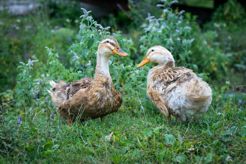 Daria Mozhelskaya, Russia