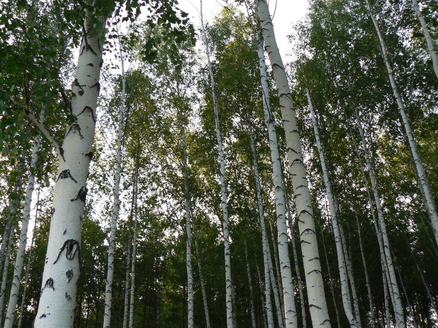 Берёзовая роща