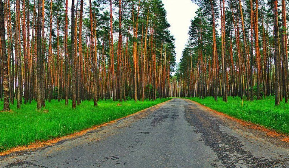 Зеленый лес