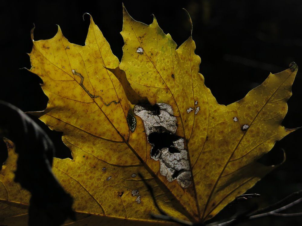 Короткая_история