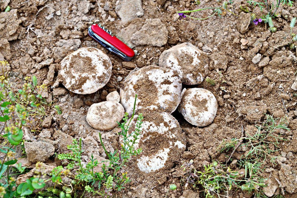 Находка.Шампиньоны в степях Мангыстау