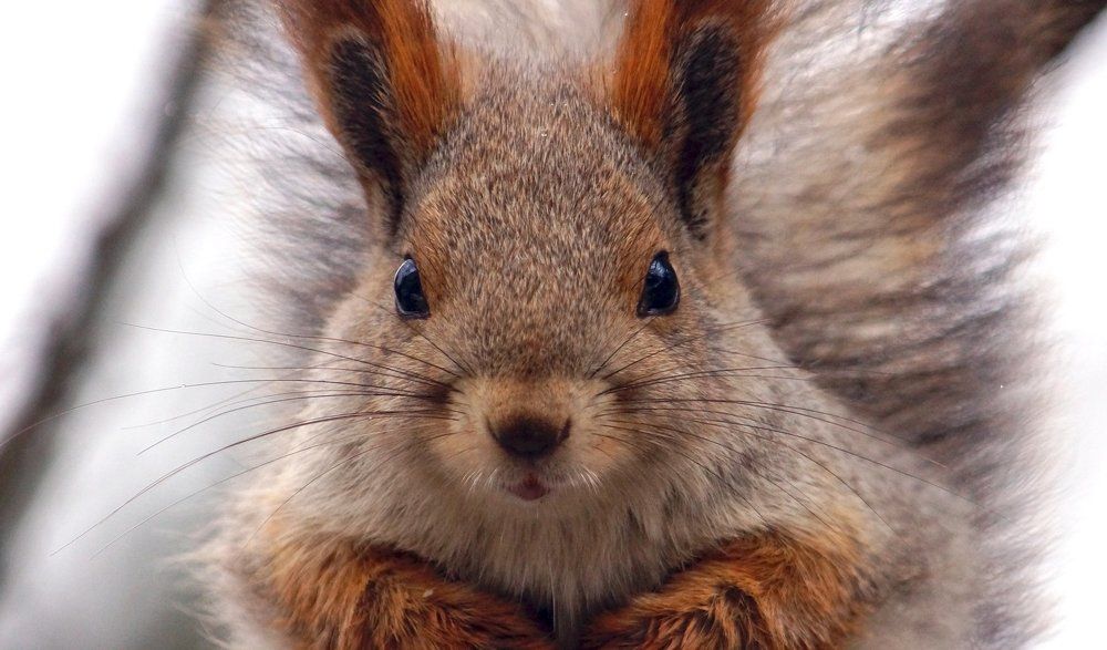 Портрет белки