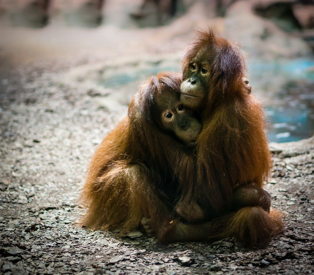 ТЕПЛЫЕ ЧУВСТВА