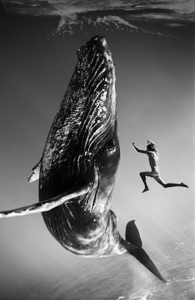 La baleine et le plongeur