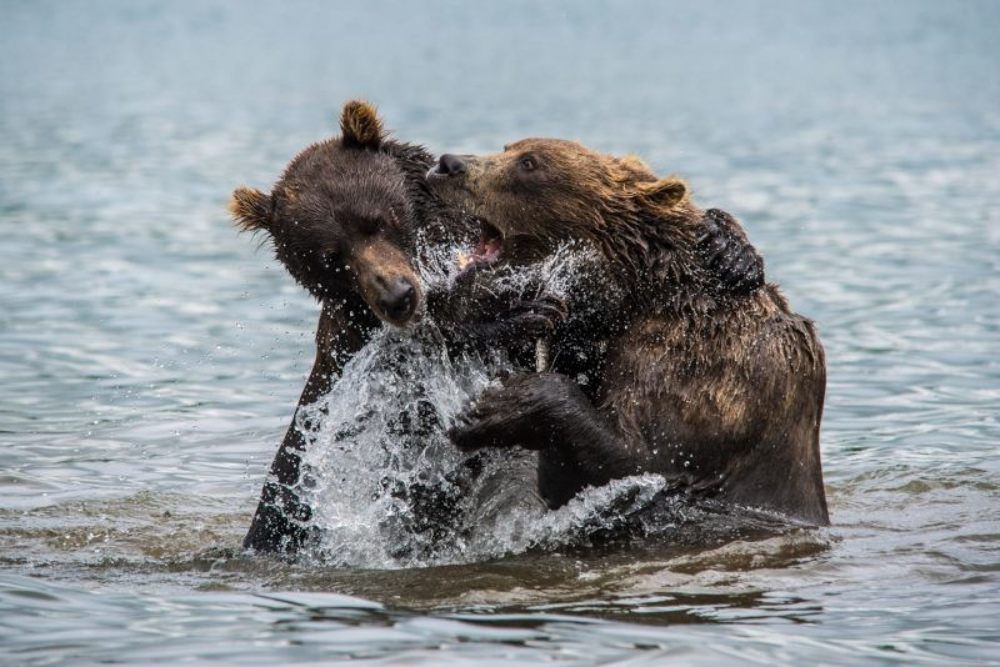 Страсти-мордасти
