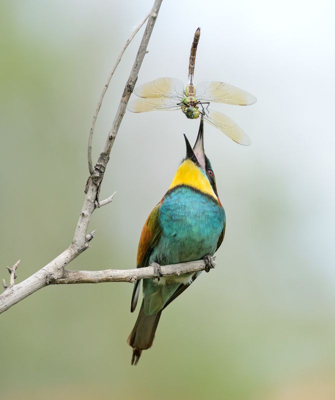 ALEKSEI OVCHINNIKOV, Russia