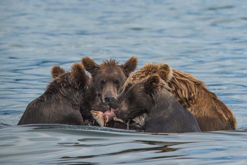 Совместная трапеза