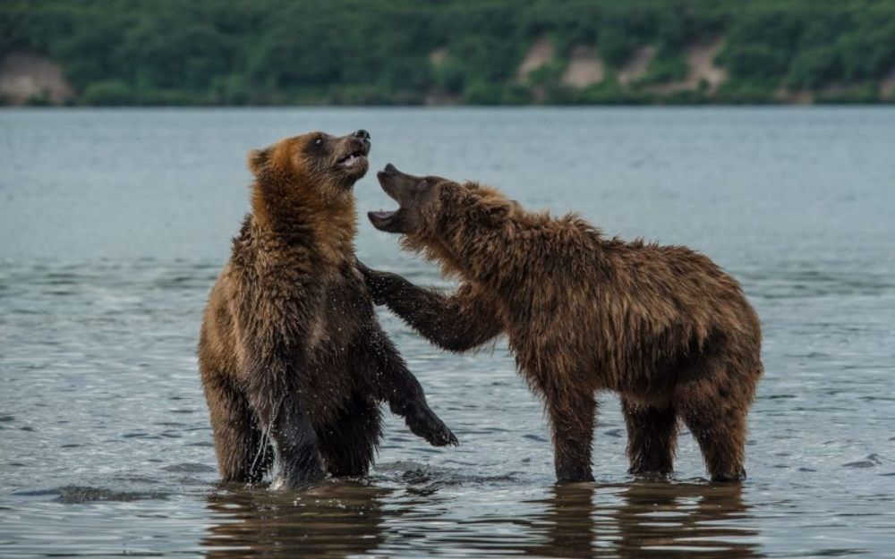 Надоел ты мне, мохнорылый!
