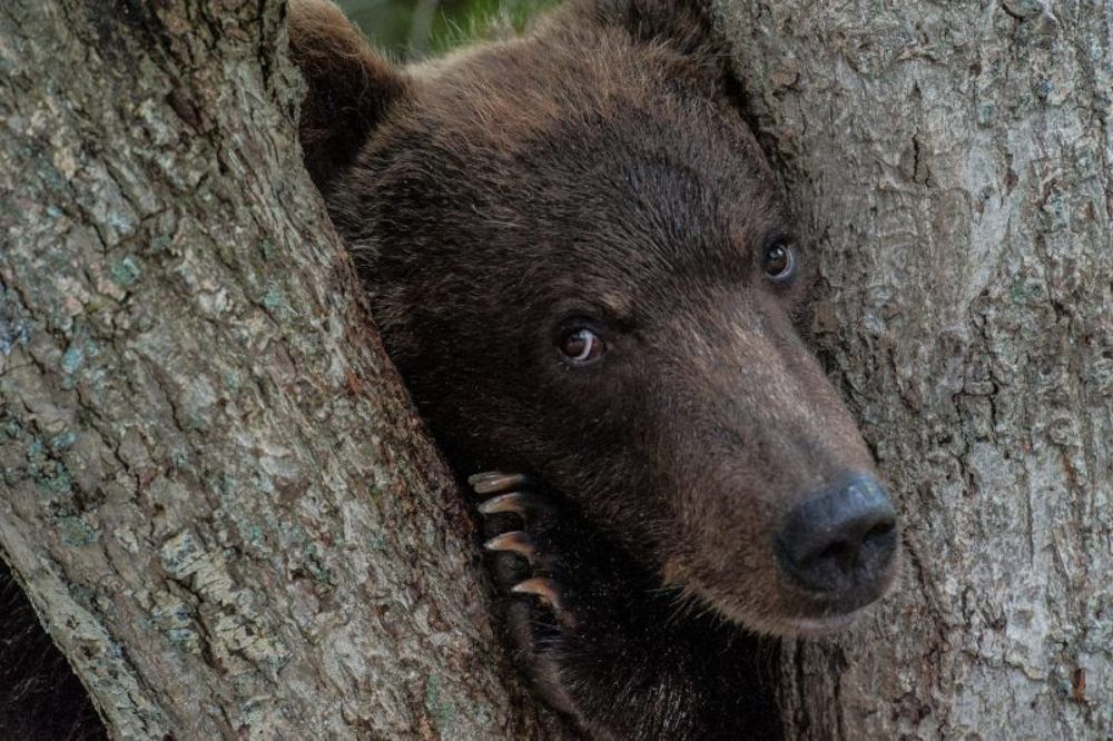 Застенчивый