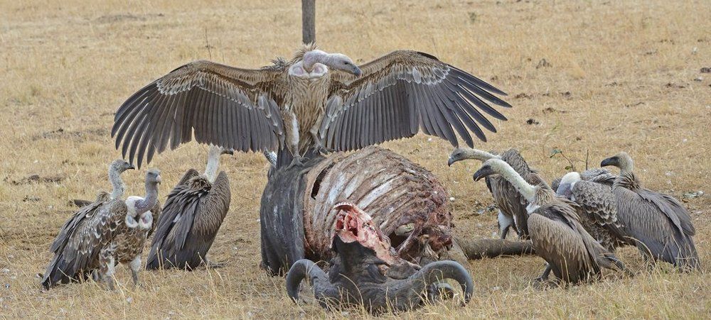 Партсобрание